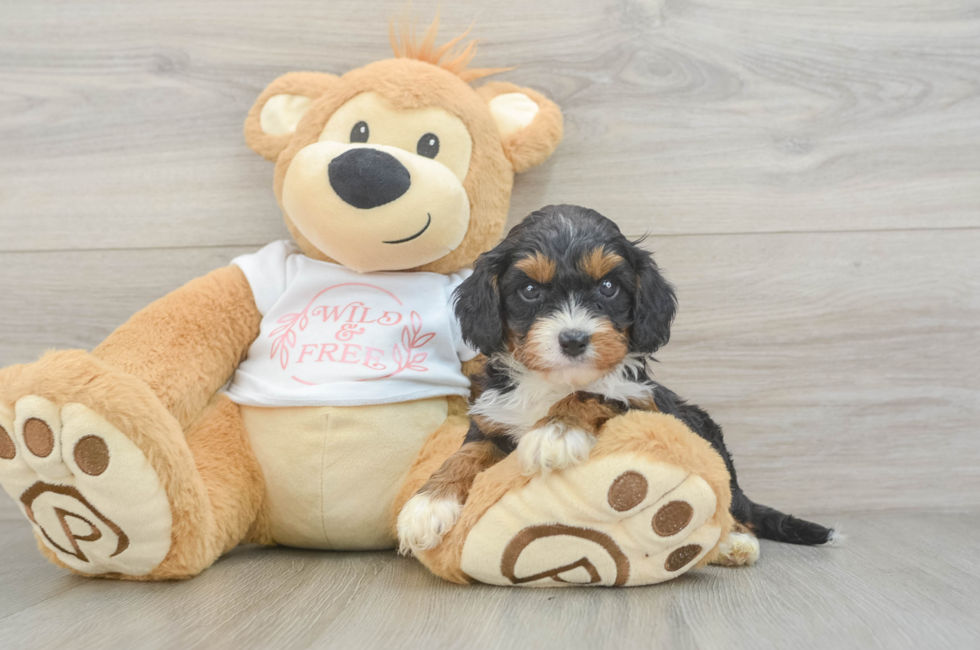 5 week old Cavapoo Puppy For Sale - Pilesgrove Pups