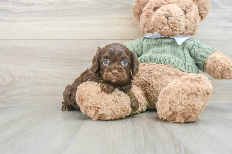 6 week old Cavapoo Puppy For Sale - Pilesgrove Pups