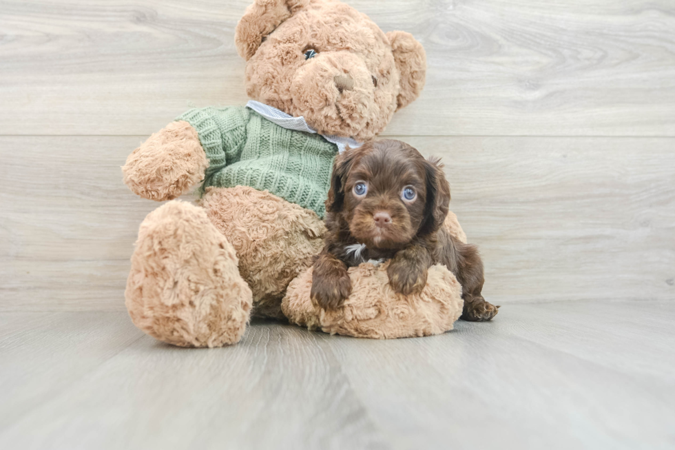 Fluffy Cavapoo Poodle Mix Pup