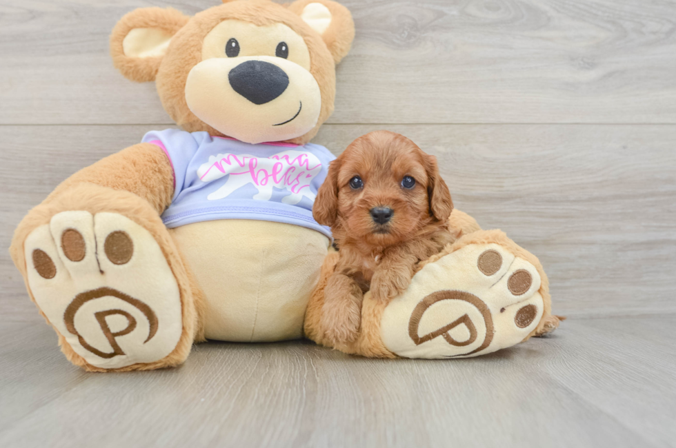 5 week old Cavapoo Puppy For Sale - Pilesgrove Pups