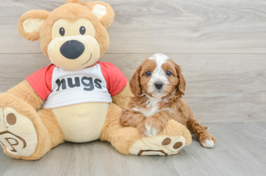 Sweet Cavapoo Baby