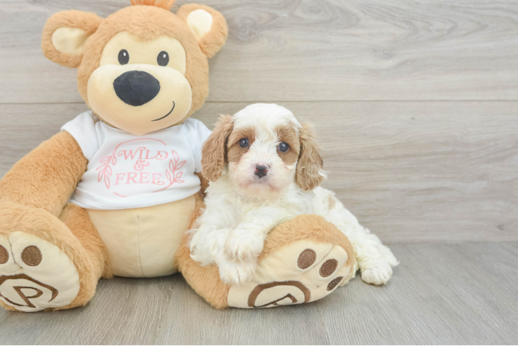 Popular Cavapoo Poodle Mix Pup