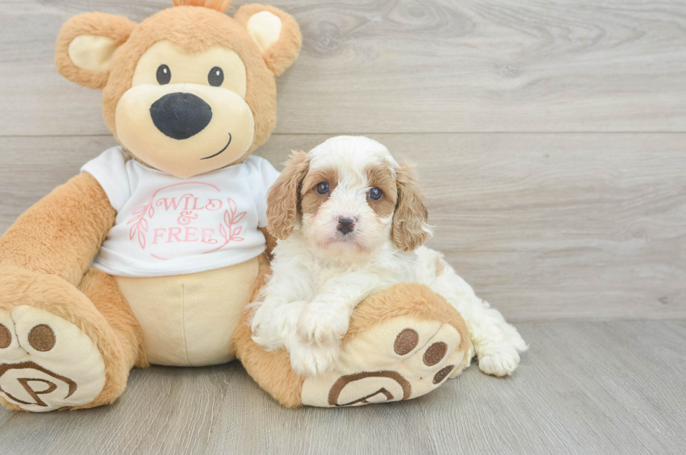 5 week old Cavapoo Puppy For Sale - Pilesgrove Pups