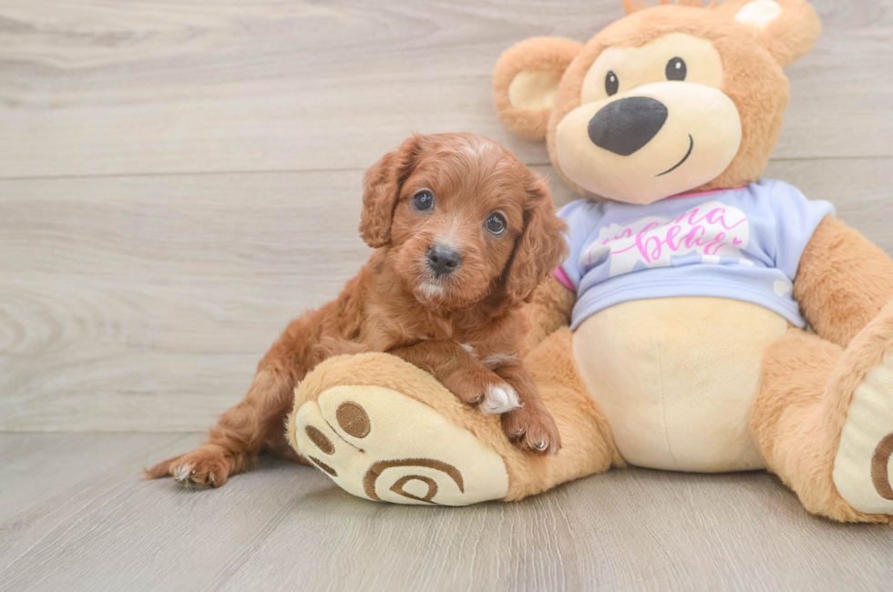 6 week old Cavapoo Puppy For Sale - Pilesgrove Pups