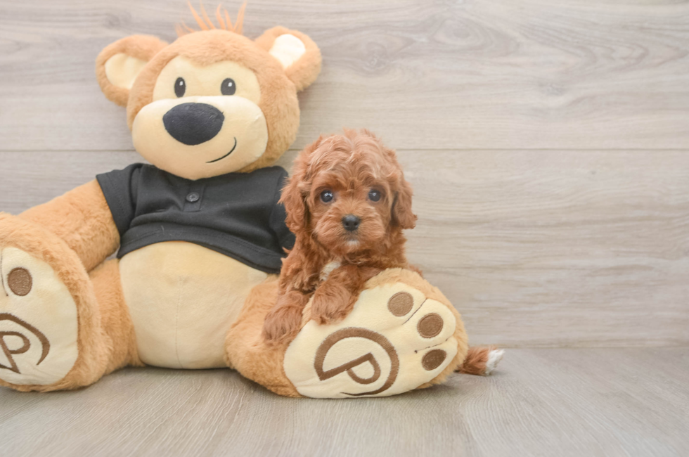5 week old Cavapoo Puppy For Sale - Pilesgrove Pups