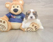 8 week old Cavapoo Puppy For Sale - Pilesgrove Pups