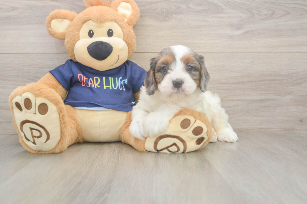 6 week old Cavapoo Puppy For Sale - Pilesgrove Pups