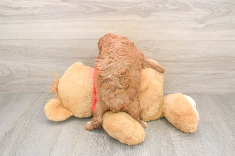 Popular Cavapoo Poodle Mix Pup