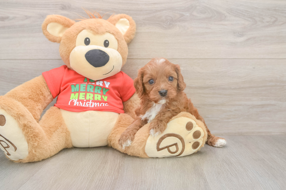 5 week old Cavapoo Puppy For Sale - Pilesgrove Pups