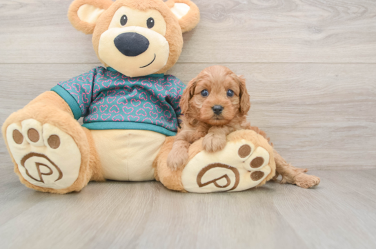 Best Cavapoo Baby