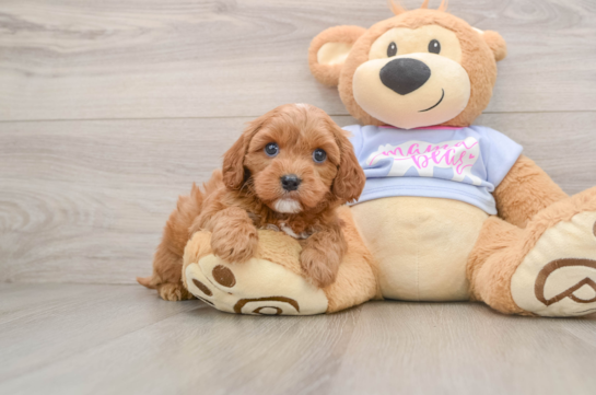 Cavapoo Puppy for Adoption