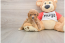 Adorable Cavalier King Charles Spaniel and Poodle Mix Poodle Mix Puppy