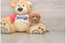 Cavapoo Puppy for Adoption