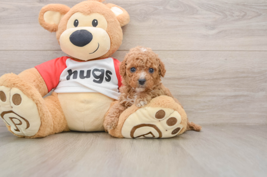 Cavapoo Puppy for Adoption