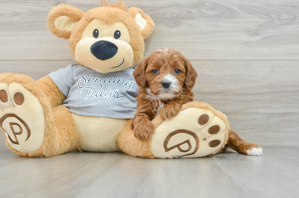 6 week old Cavapoo Puppy For Sale - Pilesgrove Pups