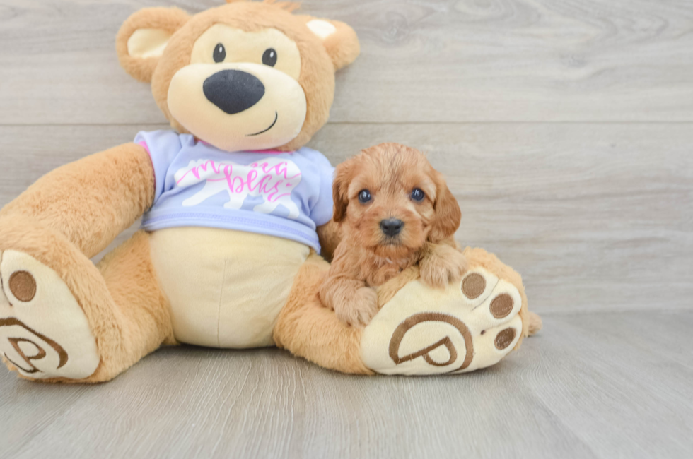 5 week old Cavapoo Puppy For Sale - Pilesgrove Pups