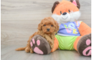 Happy Cavapoo Baby