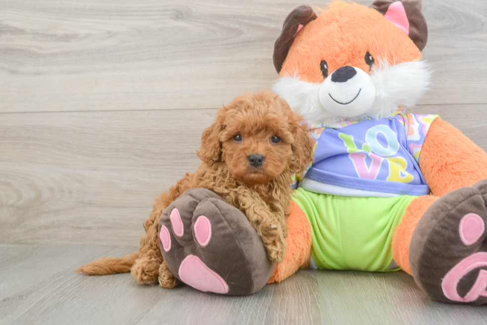 Happy Cavapoo Baby