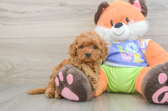 Happy Cavapoo Baby