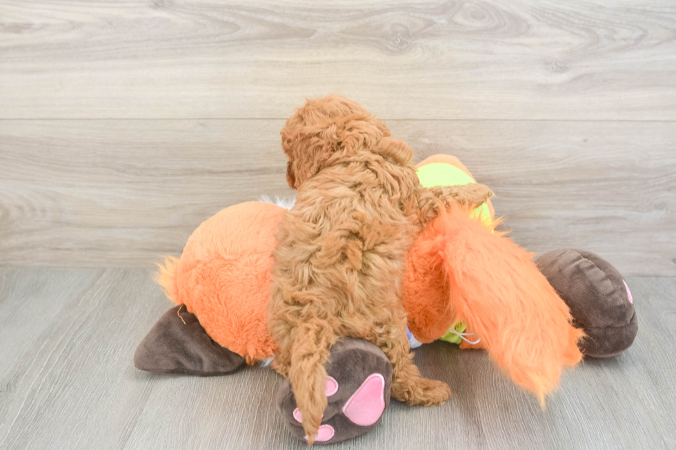 Cavapoo Puppy for Adoption