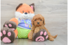 Happy Cavapoo Baby