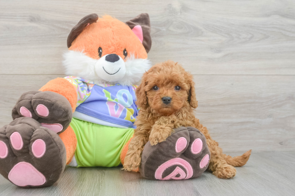 Happy Cavapoo Baby