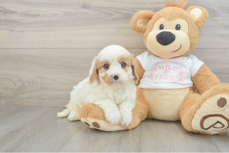 Cavapoo Puppy for Adoption