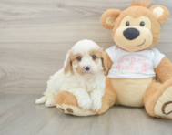 8 week old Cavapoo Puppy For Sale - Pilesgrove Pups