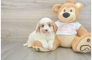Cavapoo Puppy for Adoption