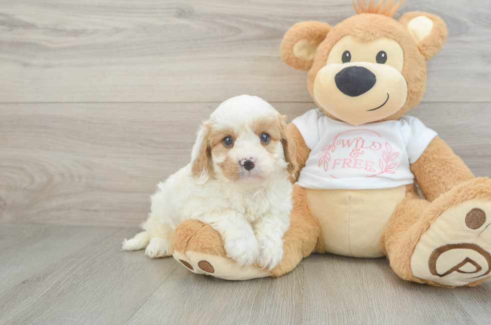 5 week old Cavapoo Puppy For Sale - Pilesgrove Pups