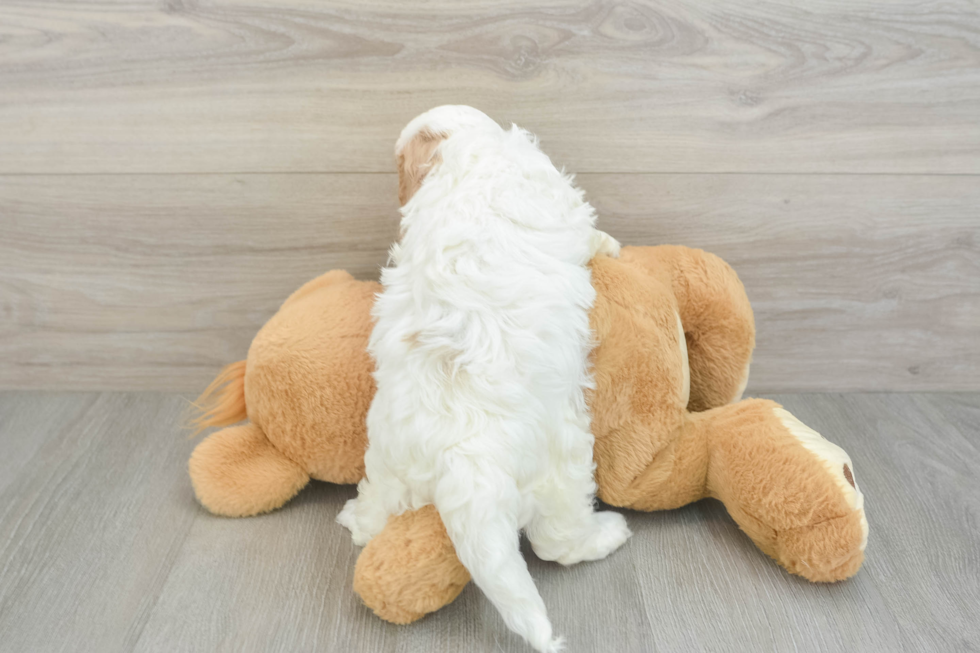 Smart Cavapoo Poodle Mix Pup