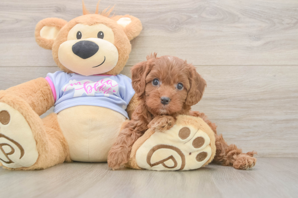 6 week old Cavapoo Puppy For Sale - Pilesgrove Pups