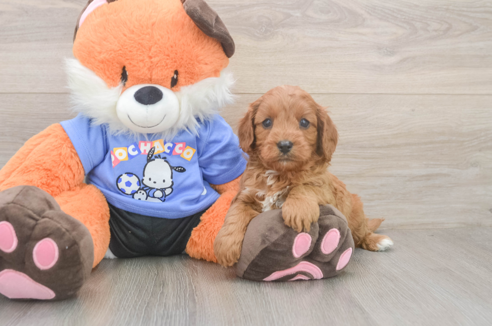 6 week old Cavapoo Puppy For Sale - Pilesgrove Pups