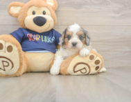 11 week old Cavapoo Puppy For Sale - Pilesgrove Pups