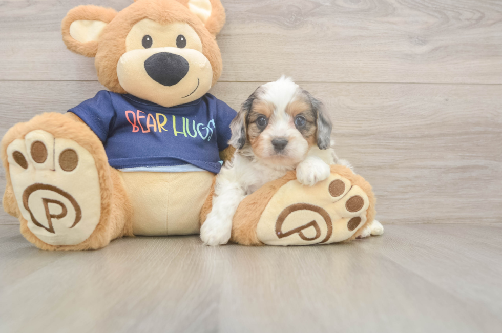 6 week old Cavapoo Puppy For Sale - Pilesgrove Pups