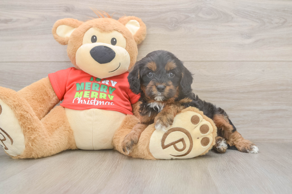 5 week old Cavapoo Puppy For Sale - Pilesgrove Pups
