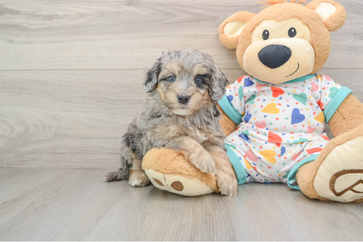 Funny Cavapoo Poodle Mix Pup