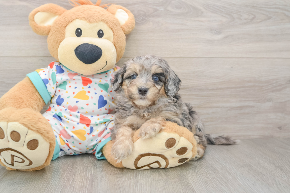 Cavapoo Puppy for Adoption