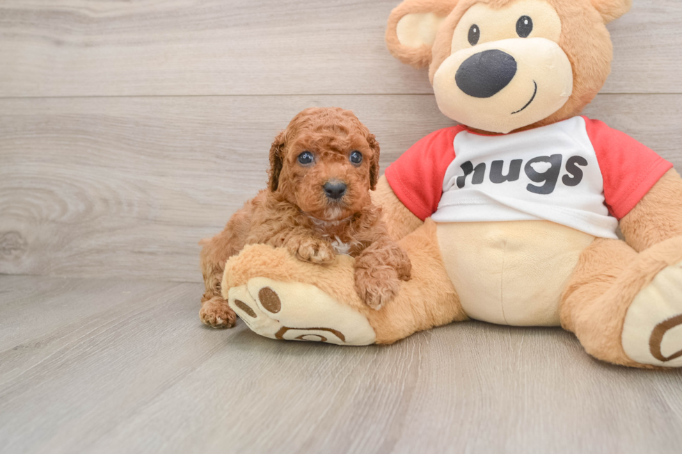 Popular Cavapoo Poodle Mix Pup