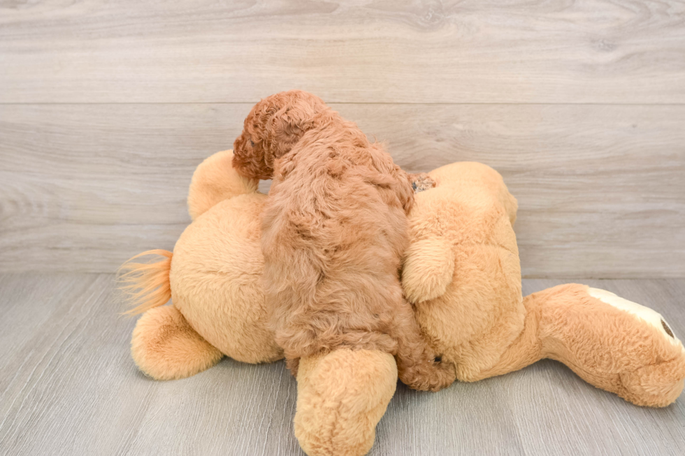 Fluffy Cavapoo Poodle Mix Pup