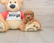 8 week old Cavapoo Puppy For Sale - Pilesgrove Pups