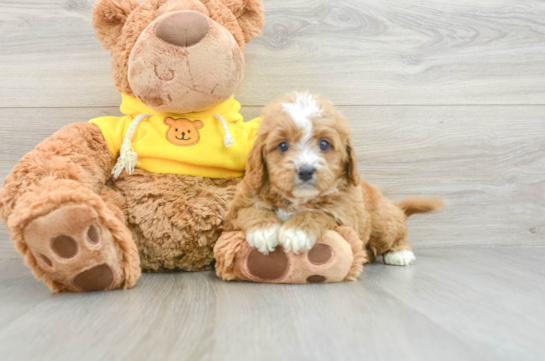 Popular Cavapoo Poodle Mix Pup