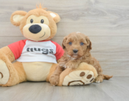 7 week old Cavapoo Puppy For Sale - Pilesgrove Pups