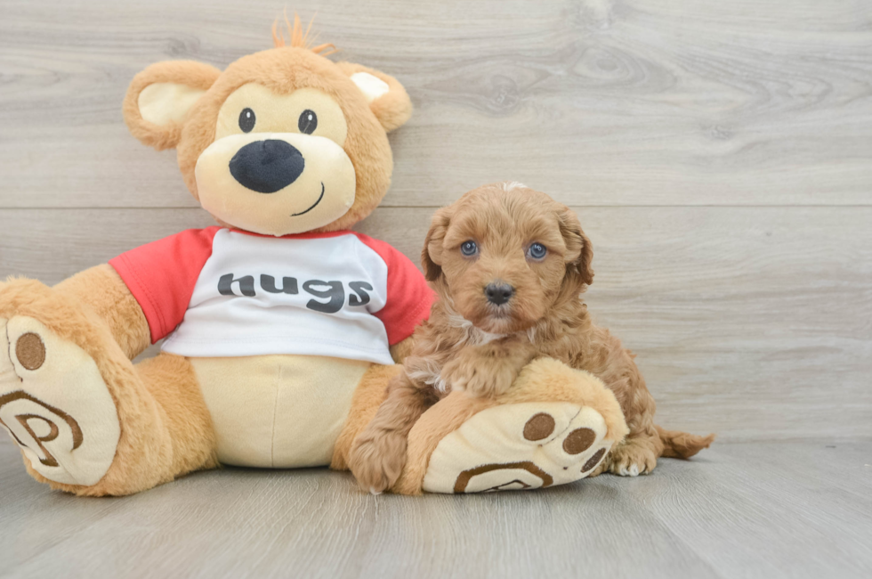 7 week old Cavapoo Puppy For Sale - Pilesgrove Pups