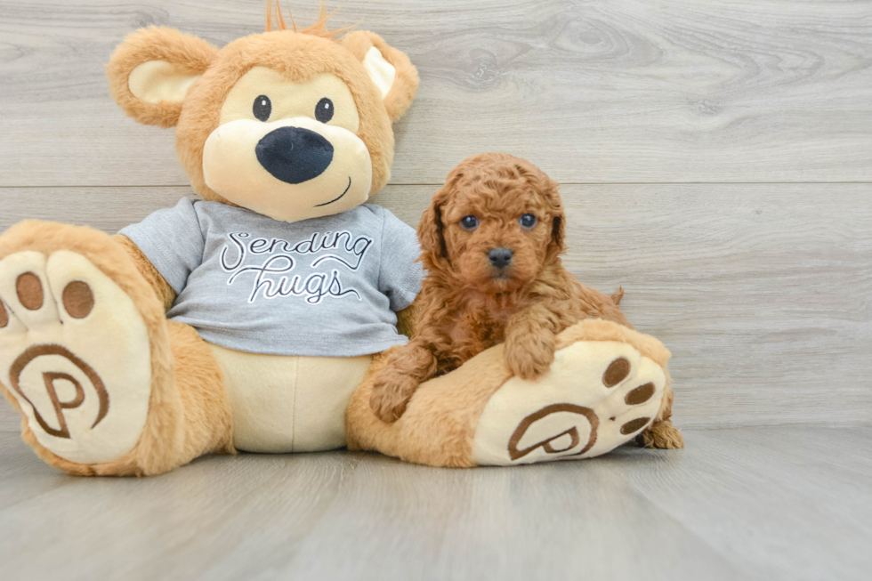 Cavapoo Puppy for Adoption