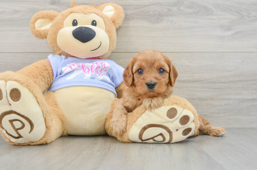 5 week old Cavapoo Puppy For Sale - Pilesgrove Pups
