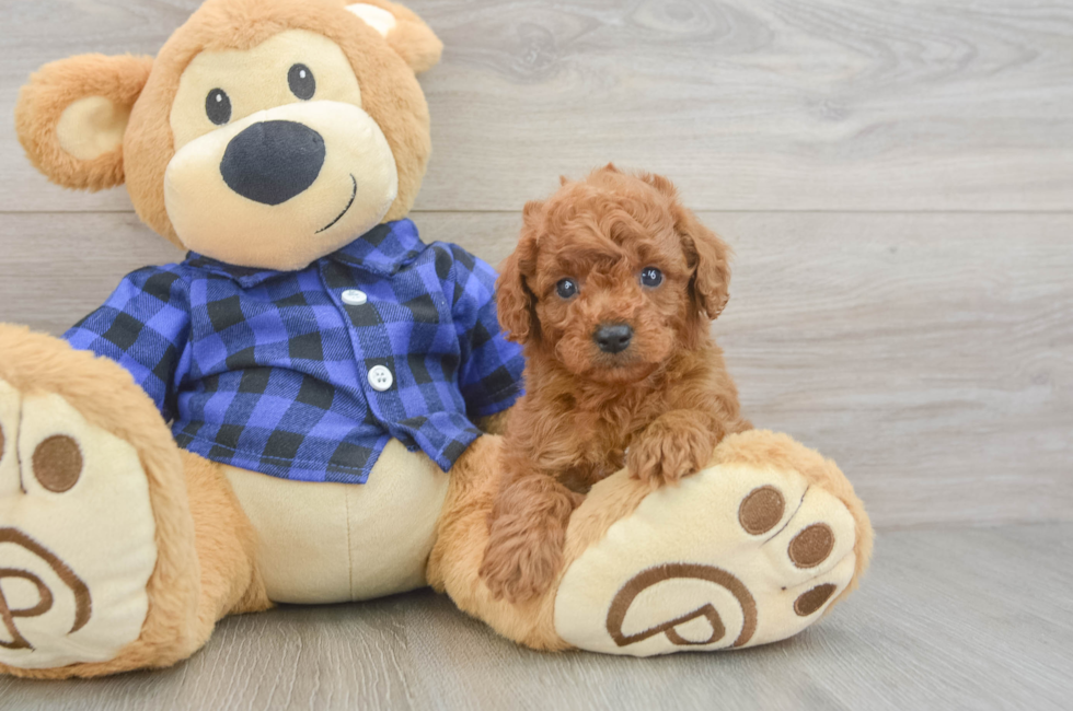 5 week old Cavapoo Puppy For Sale - Pilesgrove Pups