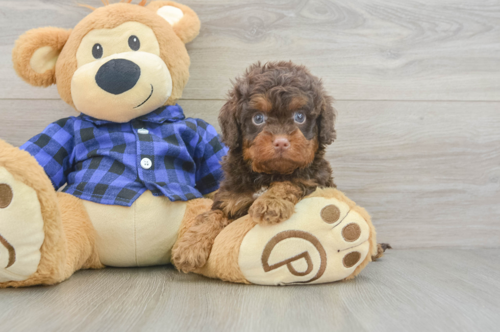 6 week old Cavapoo Puppy For Sale - Pilesgrove Pups