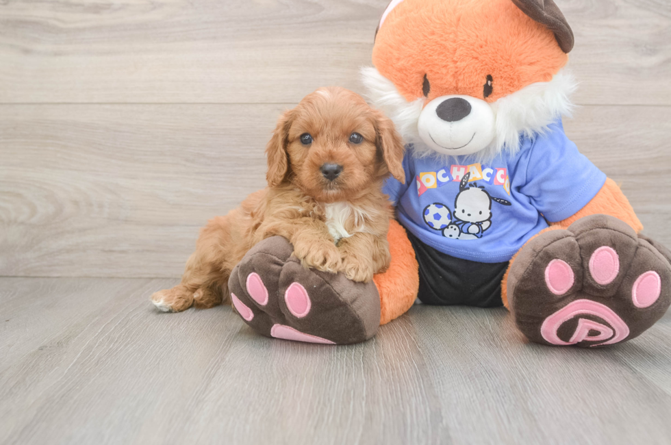 6 week old Cavapoo Puppy For Sale - Pilesgrove Pups