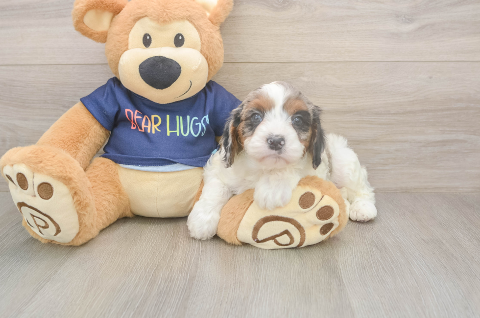 6 week old Cavapoo Puppy For Sale - Pilesgrove Pups